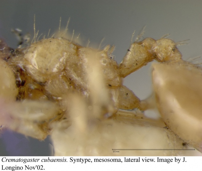 File:Crematogaster cubaensis jtlc000003132 p 2 high.jpg