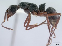 Diacamma vagans casent0179003 profile 1.jpg