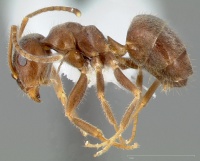 Lasius niger casent0005404 profile 1.jpg