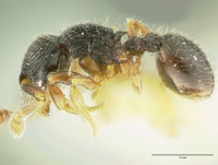 Myrmecina brevicornis hal.jpg