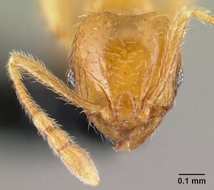 Pheidole hortensis casent0179655 h 1 high.jpg