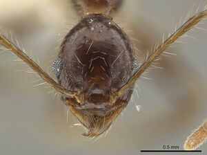 Pheidole indagarama INBIOCRI002281912 h.jpg