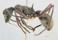 Polyrhachis sexspinosa side-Antwiki.jpg