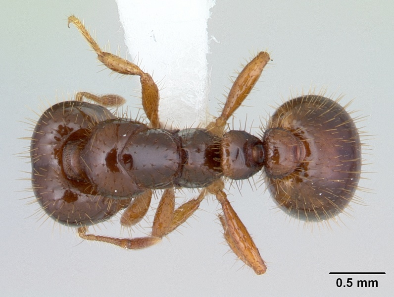 File:Solenopsis wasmannii casent0178149 dorsal 1.jpg