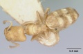 Tapinoma williamsi casent0172846 dorsal 1.jpg