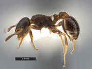 Temnothorax-texanus-MCZ001L.jpg