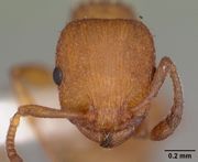 Temnothorax bradleyi casent0104011 head 1.jpg