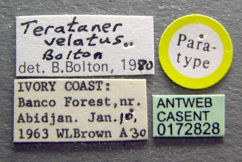 File:Terataner velatus casent0172828 label 1.jpg