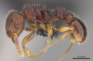 Tetramorium mars casent0474279 p 1 high.jpg