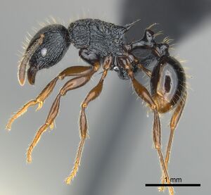 Tetramorium yammer casent0499759 p 1 high.jpg