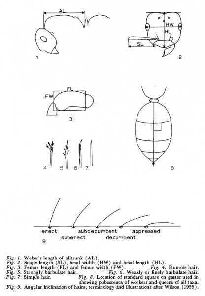 File:Wing 1968 Acanthomyops fig 01-09.jpg