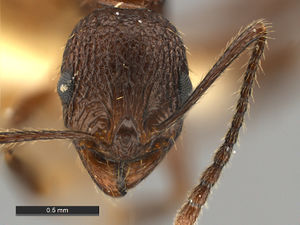 Aphaenogaster-mariae-MCZ001H.jpg