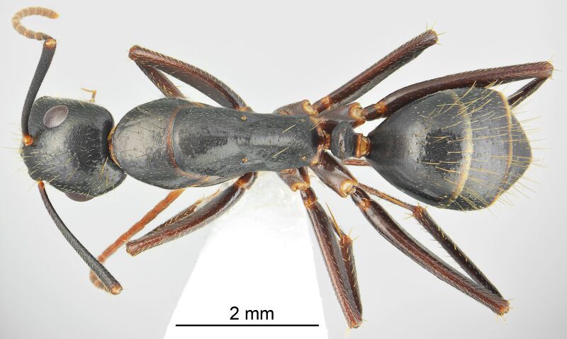 File:Camponotus bakhtiariensis casent0872761 d 1 high.jpg