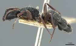 Camponotus braunsi epinotalis casent0911717 p 1 high.jpg