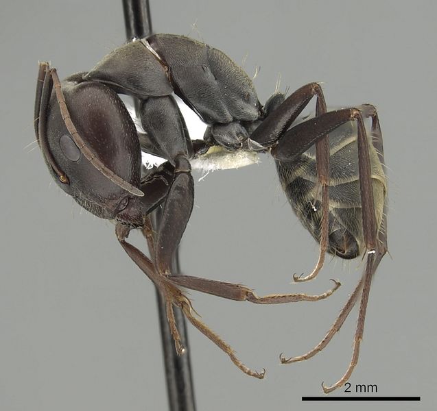 File:Camponotus cinctellus casent0280313 p 1 high.jpg