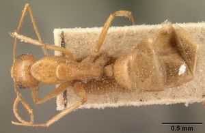Camponotus hova fairmairei casent0101102 dorsal 1.jpg