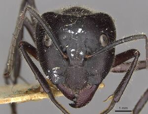 Camponotus molossus casent0910410 h 1 high.jpg