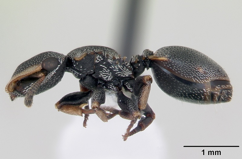 File:Cephalotes angustus casent0173661 profile 1.jpg