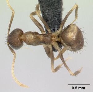 Paratrechina madagascarensis casent0132534 dorsal 1.jpg