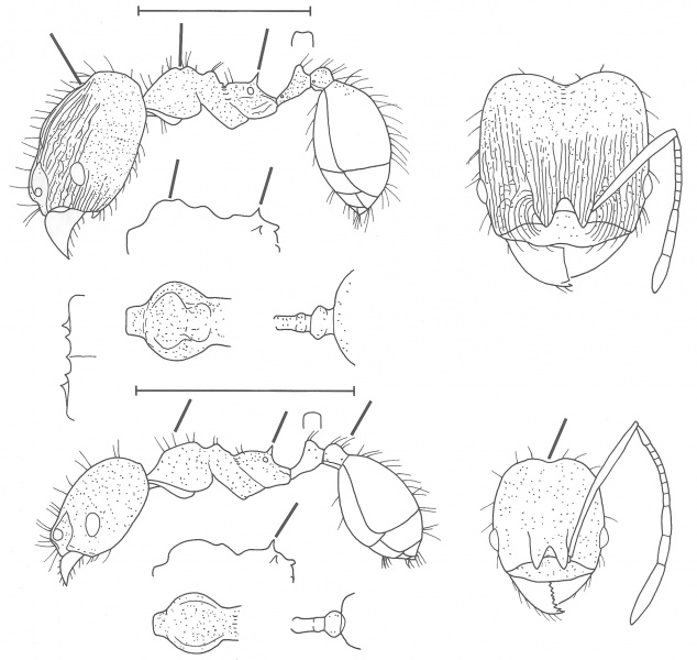 File:Pheidole aripoensis Wilson 2003.jpg