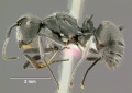 Polyrhachis-pubescensL2x.jpg