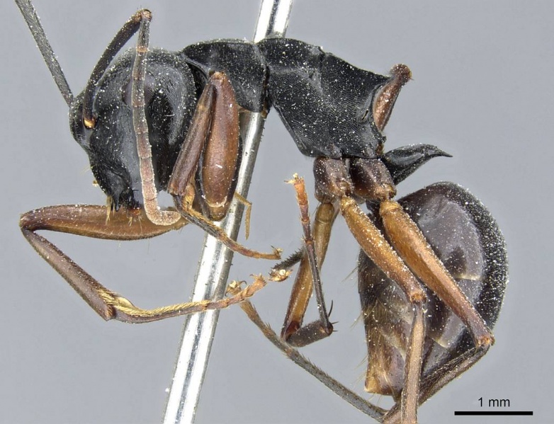 File:Polyrhachis gribodoi casent0905553 p 1 high.jpg