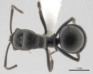 Polyrhachis rufipalpis casent0403630 d 1 high.jpg