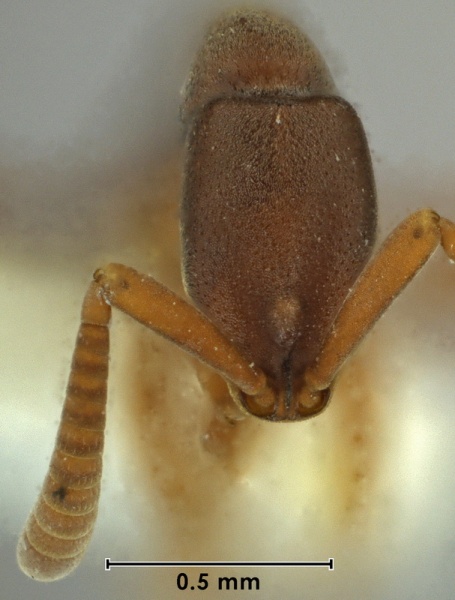 File:Probolomyrmex newguineensis ANIC32-066450 head 63-AntWiki.jpg