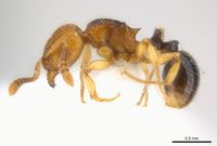 Tetramorium snellingi P casent0217052.jpg