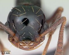 Thaumatomyrmex ferox - AntWiki