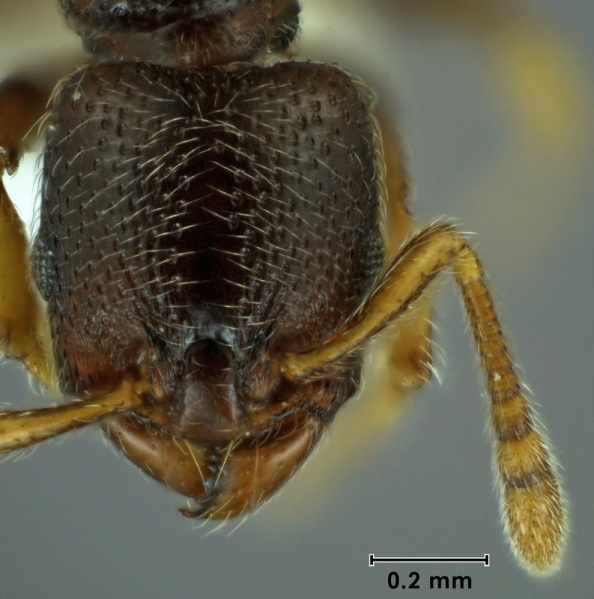 File:Vollenhovia denticulata dark-form ANIC32-066458 head 80-Antwiki.jpg