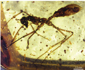 File:Barden & Grimaldi, 2014-12Sphecomyrmodes-tendir1.jpg - AntWiki