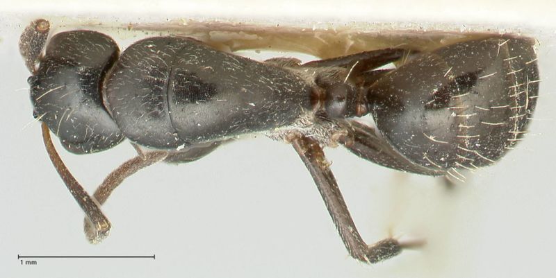 File:Camponotus cameratus focol2328 d 1 high.jpg