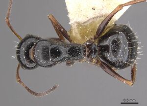 Camponotus interjectus casent0911142 d 1 high.jpg
