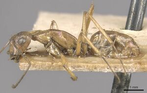 Camponotus lilianae casent0910556 p 1 high.jpg