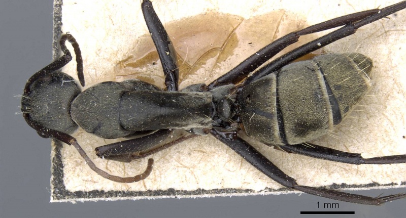 File:Camponotus rufoglaucus casent0905352 d 1 high.jpg