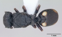 Cephalotes maculatus casent0173687 dorsal 1.jpg