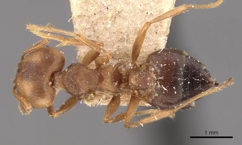 File:Crematogaster spengeli casent0908637 d 1 high.jpg