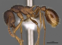 Myrmica curiosa P casent0900307.jpg