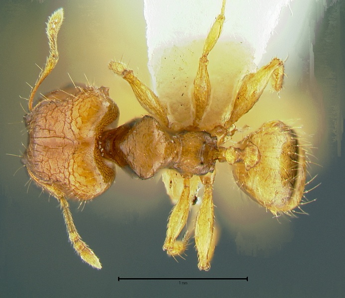 File:Pheidole-hortensisDM4x.jpg