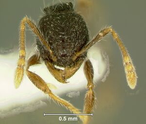 Pheidole-tjibodanaHm8.jpg