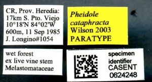 Pheidole cataphracta casent0624248 l 1 high.jpg