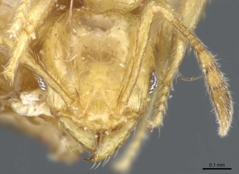 File:Pheidole hortensis casent0904272 h 1 high.jpg