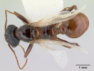 Pogonomyrmex anzensis casent0179514 dorsal 1.jpg