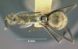 Polyrhachis-philippinensisD.jpg