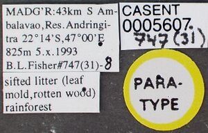 Strumigenys mola casent0005607 label 1.jpg