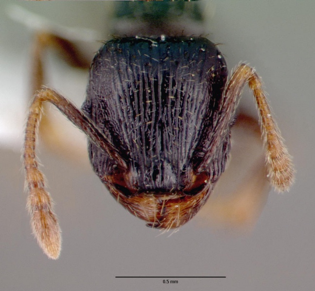 File:Tetramorium caespitum casent0010669 head 1.jpg