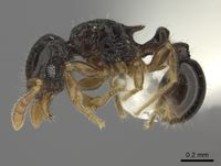 Tetramorium trirugosum P casent0218418.jpg