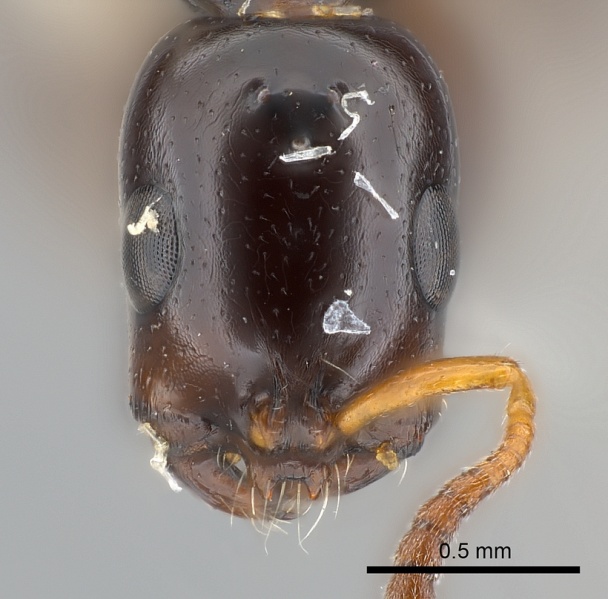 File:Tetraponera clypeata casent0217588 h 1 high.jpg