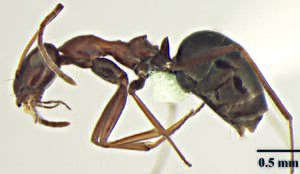 Wachkoo, A.A., Bharti, H. et al. 2021. Taxonomic review of the ant genus Lepisiota from India (10.20363@BZB-2021.70.2.227), Fig. 11.jpg